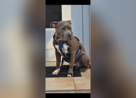 American Bully Standard Blue Line