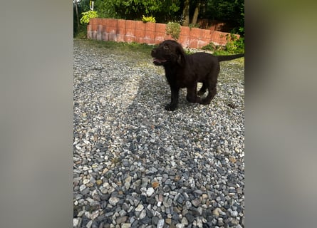 Labradoodle Welpen
