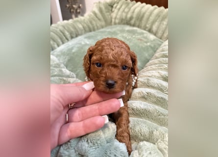 Kleine Toy Pudel rot braun (asiatische Linie)