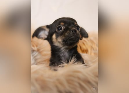 Chihuahuawelpen