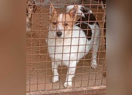 ❤️ süßer kleiner Stenz PABLO - 3 Jahre, 30cm - Corgi-Jack-Russel-Mix