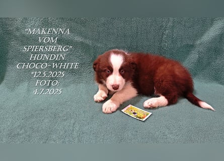 Border Collie-Welpen , black-,choco-,red-white und red-,black-merle