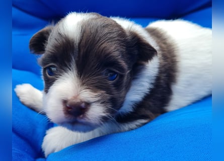 Bezaubernde Welpen aus Bolonka Zwetna und Pomeranian (Zwergspitz)