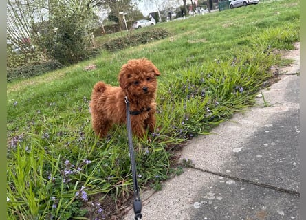 Pudel