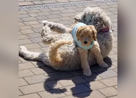 2020, 2025 waren tolle Würfe, 2026 plane ich erneut 1 Wurf  Labradoodlewelpen F1bb in crem