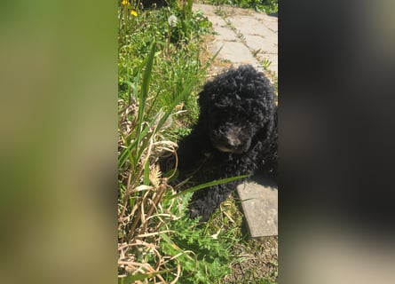 Goldendoodle F2b
