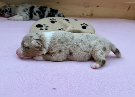 Red Merle Hündin, Australian Shepherd