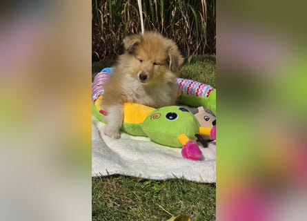 Colliewelpen