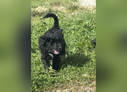 Labradoodle