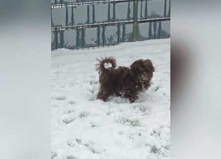 Shih-Tzu-Bolonka Welpen