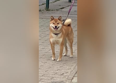 Hervorragender Shiba-Inu-Wurf mit hervorragendem Ausstellungspotenzial