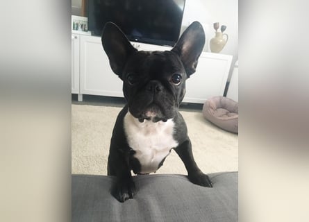 Frenchie Hündin sucht neue Familie
