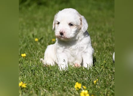 traumhaft hübscher Tibet Terrier Welpen aus erfahrender Zucht  sind geboren dürfen im Juni ausziehen