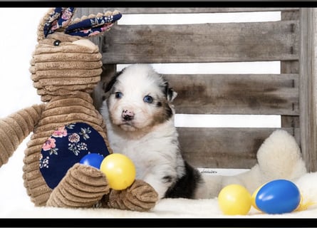 Traumhafte Australian Shepherd Welpen