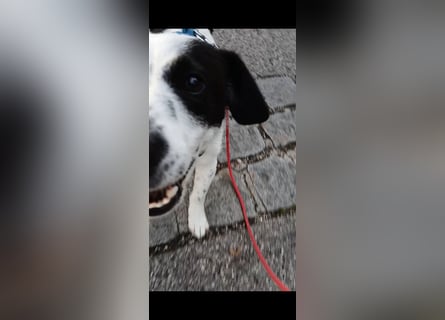 Josie sucht Herzensmensch fürs Leben