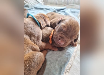 Rhodesian Ridgeback Welpen *livernose* 19./20.Mai2025