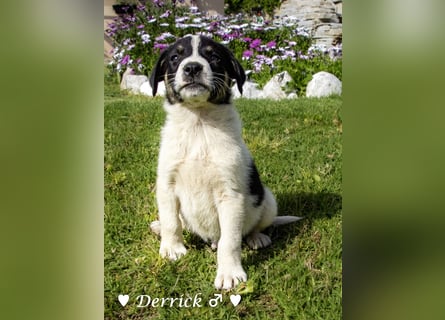 Derrick sucht ab Ende Juni ein liebevolles Zuhause