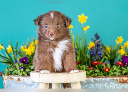 Kleinbleibende Miniature Australian Shepherd Welpen