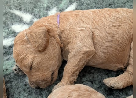 Goldendoodle medium mit Papieren und Ahnentafel