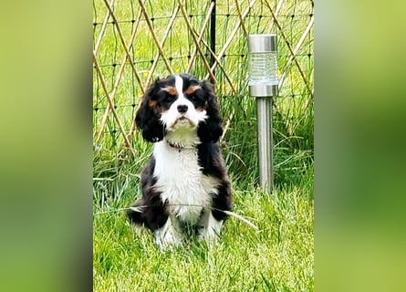 Cavalier King Charles Spaniel Tricolor Rüde