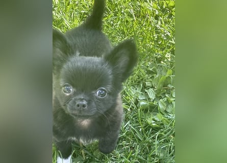 Chihuahua Welpen mit Ahnentafel