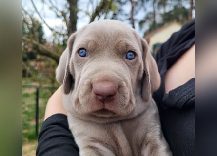 zuckersüße Weimaranerwelpen