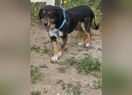 Nando: kleiner Anfängerhund