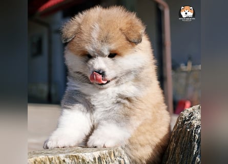 * Akita Inu - Japanische Akita langhaar Welpen, FCI registriert *