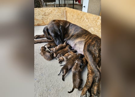 Hannoversche Schweißhund