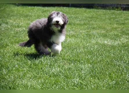 Bearded Collie , 1 Mädchen ist bereit für die Welt!