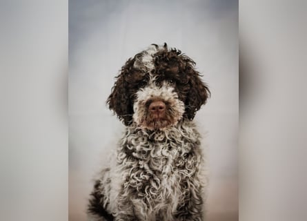 Lagotto Romagnolo / Wasserhund/ Trüffel Suchhund