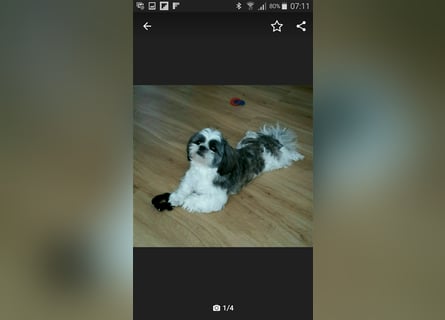 Shih Tzu Deckrüde