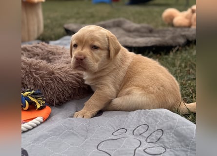 Labrador Welpen mit Ahnentafel