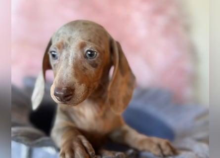 Zwergdackel,Dackel in Sonderfarben,amerikanische Zwergdackel Welpen suchen tolle Familien