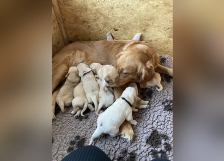 Golden Retriever Welpen