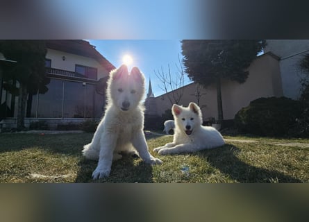 Weißer Schweizer Schäferhund / Welpen / Berger Blanc Suisse / puppies with FCI pedigree