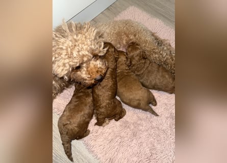 Kleine Toy Pudel rot braun (asiatische Linie)