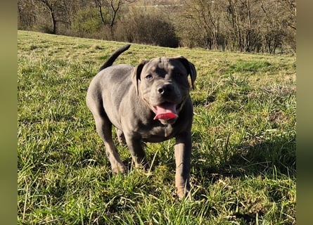 Süße Labradorweimaraner/ American Bully (Pocket)