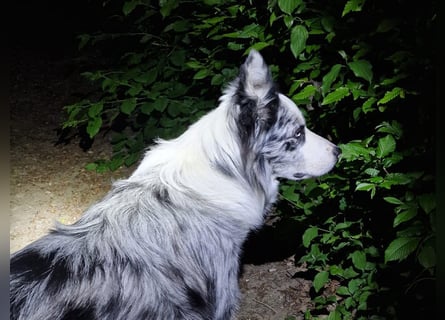 Traumhund: ruhiger & verschmuster Border Collie