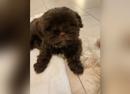 Shih-Tzu-Bolonka Welpen