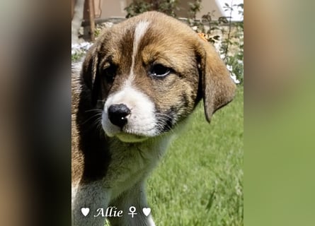Allie, Adam und Ajax suchen ein Zuhause
