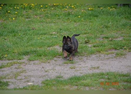 Dunkelgraue Schäferhunde aus Kör-u.Leistungzucht