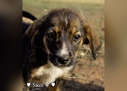 Susi und Snoopy suchen ein Zuhause