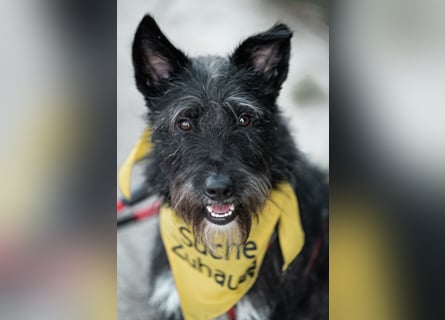 Süsse Phoebe sucht ihr Für-Immer-Zuhause!