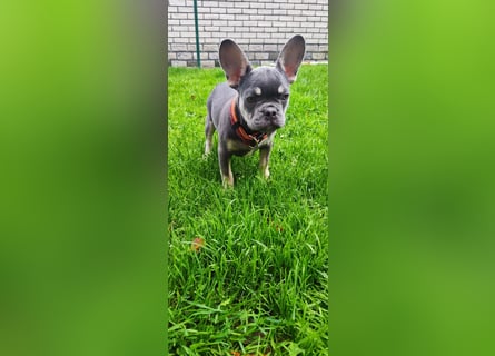 Einzigartige Bullies - Französische Bulldogge Welpen