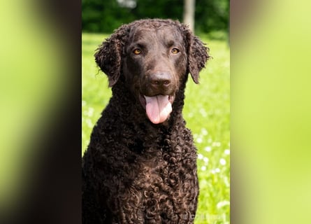 Curly Coated Retriever – braune Rüden (8 Wochen) aus dem Zwinger Cornrow