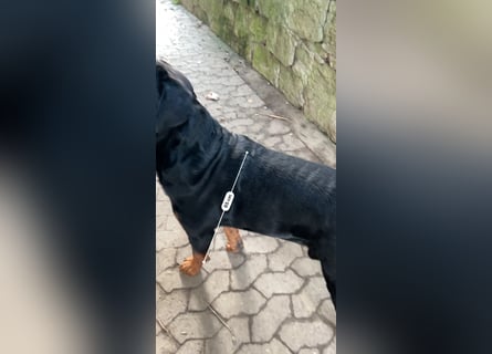 Reinrassige Rottweiler Welpen , Sportliche leistung Zucht