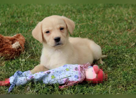 Labrador Welpen reinrassig mit Ahnentafel dürfen ab dem 25.08.25 ins neue Heim