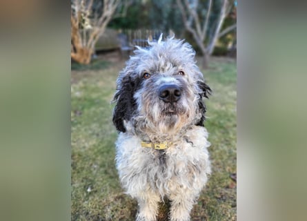 Doodle Bergamasker Barbet Mix Bergamasco Franz. Wasserhund Bergadoodle für Allergiker nicht haarend