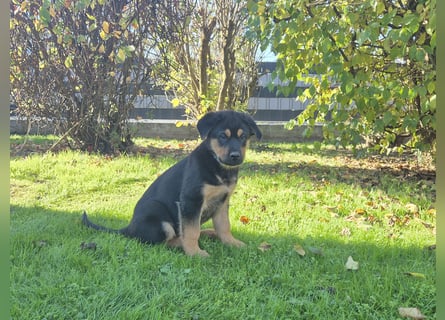 Rottweiler Schäferhund Mix